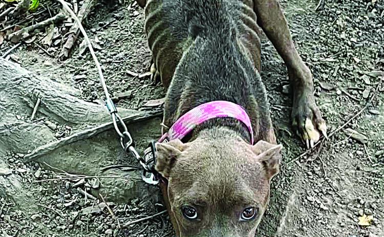 Chained malnourished canine