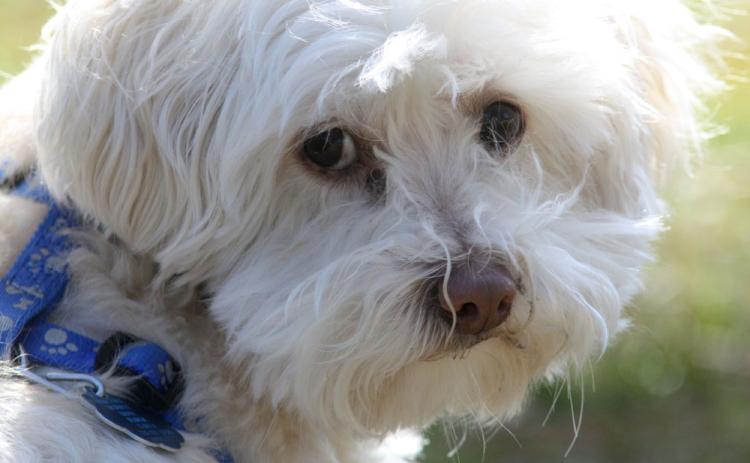 Keep your pets safe throughout the hot summer months as soaring temperatures can be dangerous for pets.