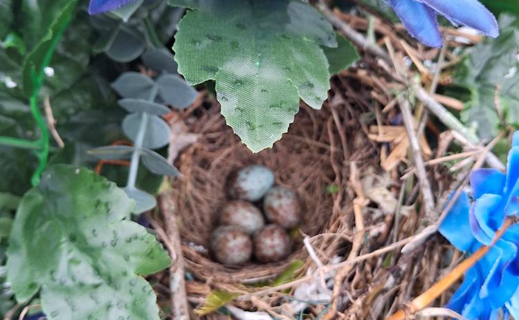 Eggs in nest