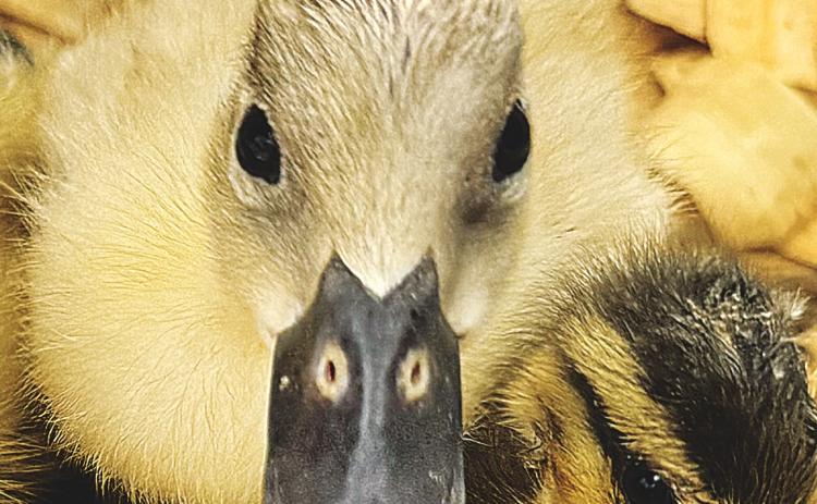 Farmers market duck