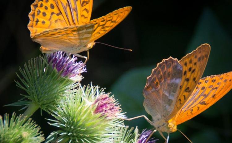 Norma Lee Higginbotham Istre