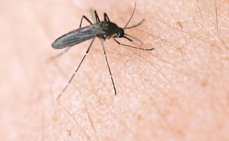 Mosquito