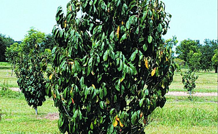Paw Paw Tree