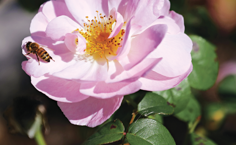 Pollinators like this bee enjoy roses. (Photos by Olivia McClure/LSU AgCenter)