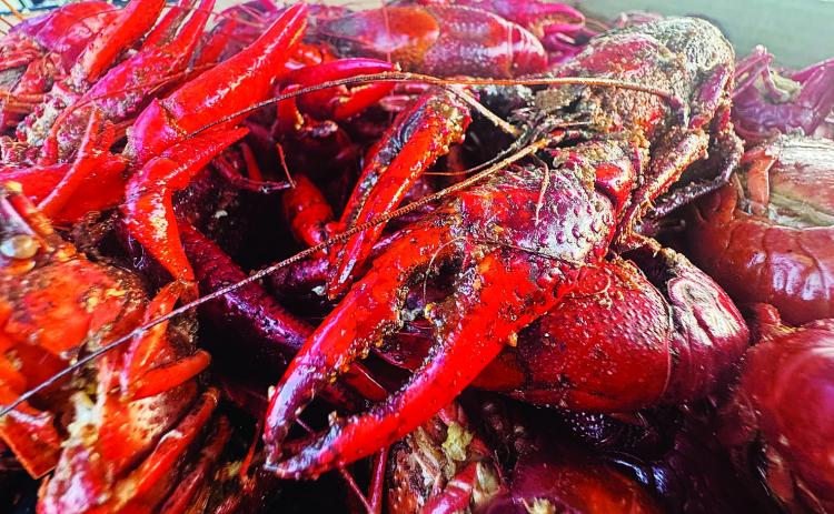 When the Alabama bus drove into the LSUE campus parking lot last Thursday, the team unloaded to the aroma of boiled crawfish and shrimp.  That was only one of several unfair home-field advantages for the Bengals, who were playing host to Shelton State for a shot at a District Championship and trip to the World Series.